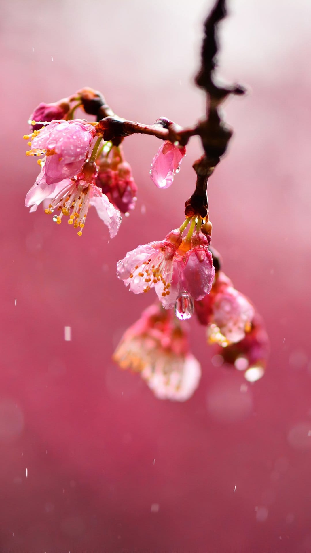 Pink cherry blossom petals covered in transparent raindrops with a soft bokeh background in a vertical macro view.