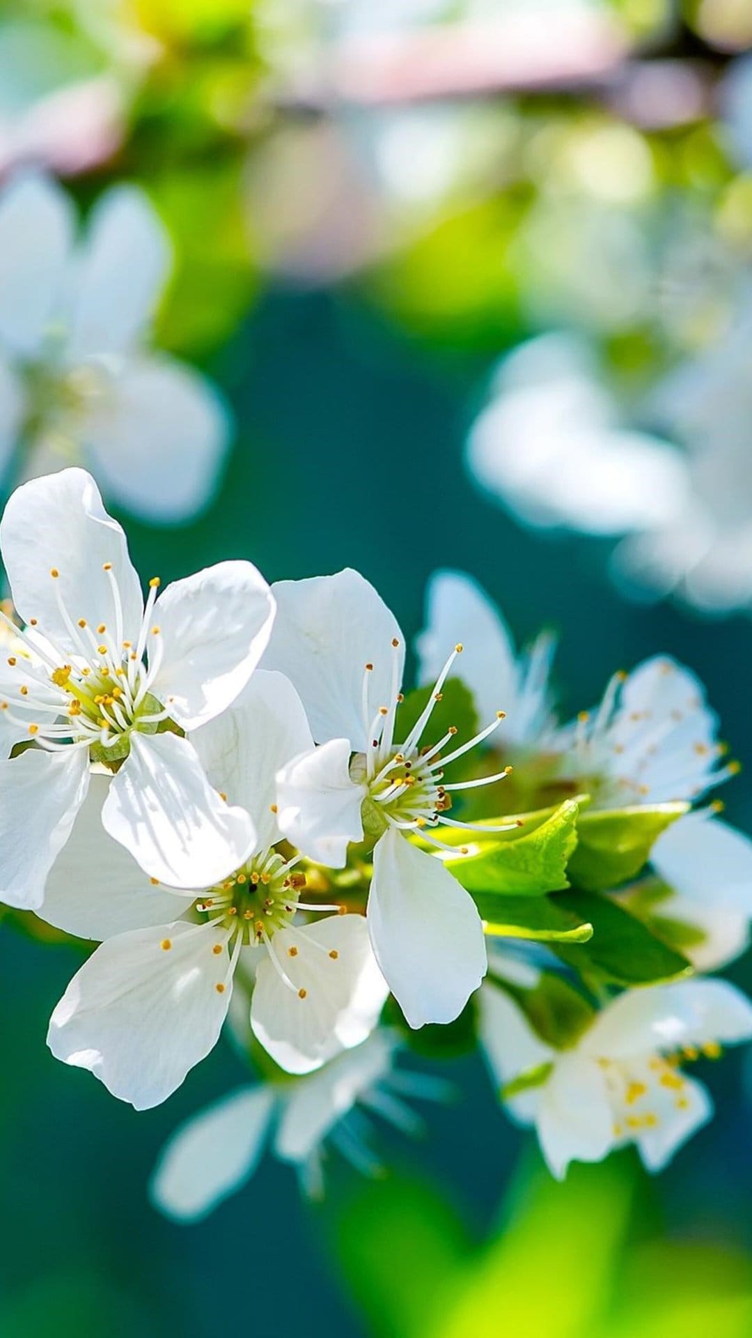 White blossoms with yellow stamens bloom on a branch against a soft green and white bokeh background.