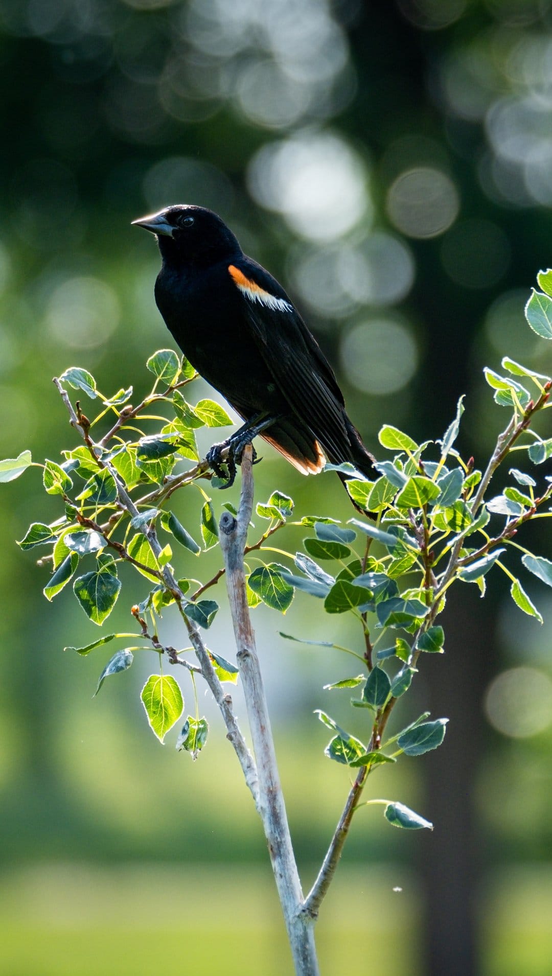 Red-winged blackbird with scarlet wing patches sits on a leafy twig against a soft green and white blurred background.