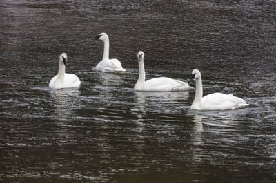 Swan,Swan wallpaper,Swan desktop wallpaper,Swan background,bird