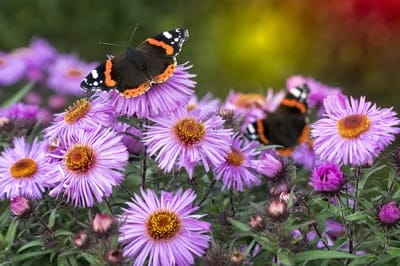 Butterfly with detailed wings perches on a cluster of purple aster flowers against a soft blurred background.