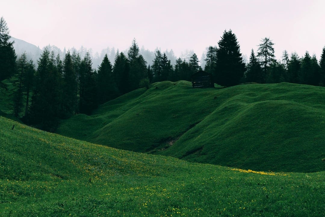 Verdant rolling hills blanketed in thick white mist with a dense pine forest and yellow wildflowers in the meadow.