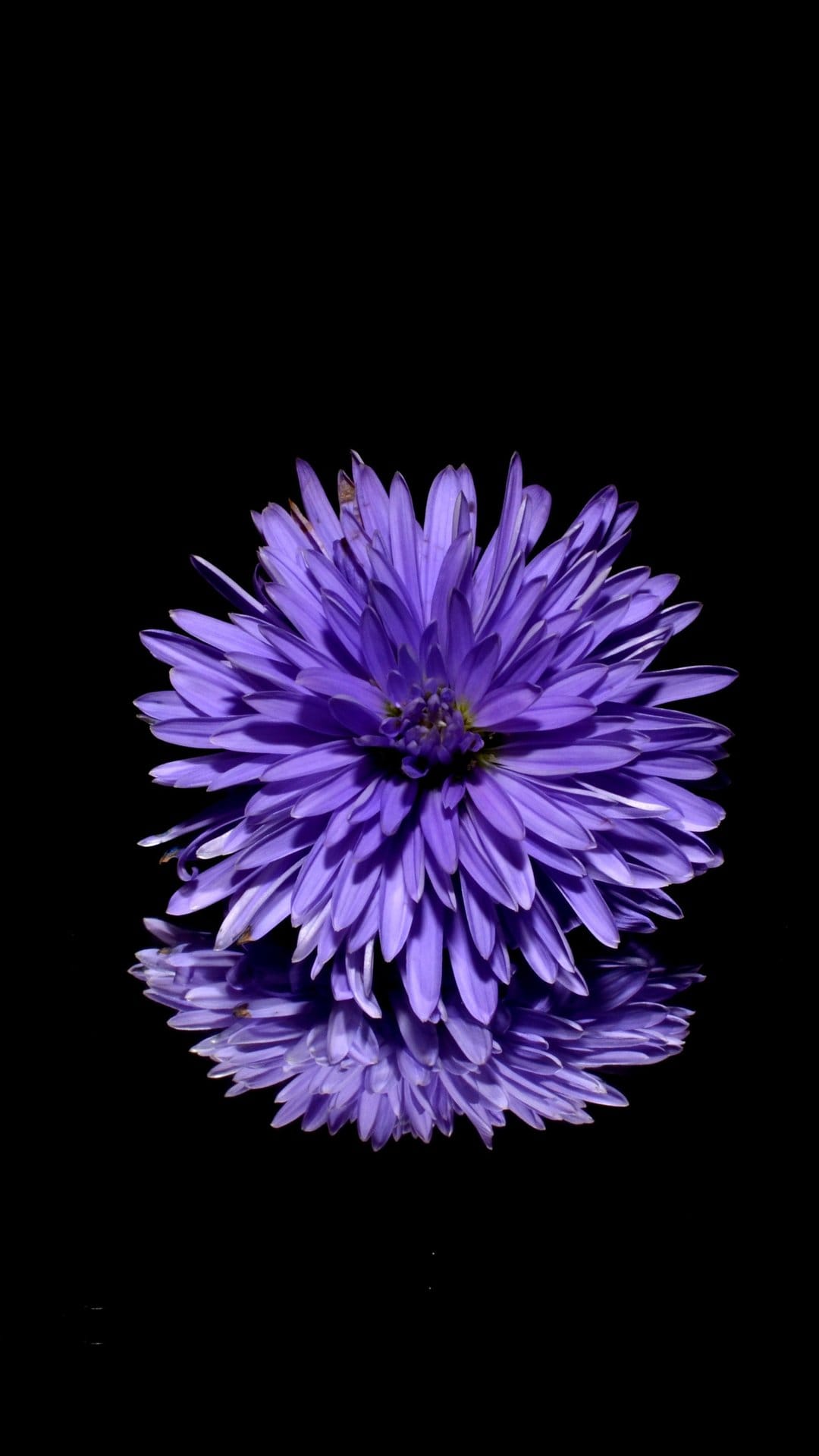 Purple chrysanthemum with dense petals reflected on a black surface in a vertical macro photography composition.