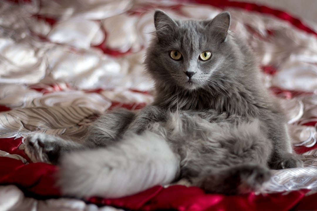 Fluffy gray cat with bright yellow eyes rests on a red and white patterned duvet in a cozy indoor setting.