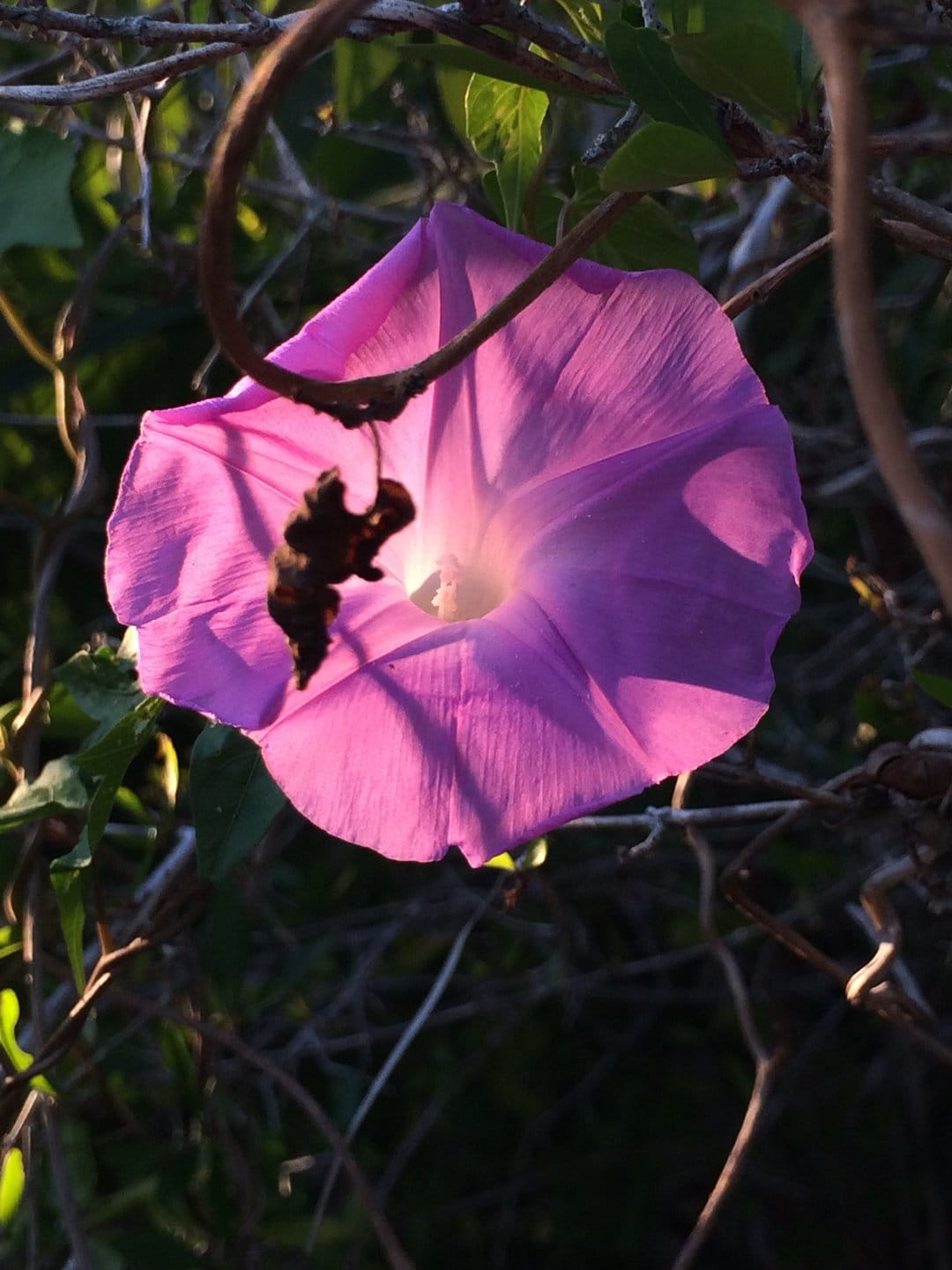 Purple morning glory flower illuminated by golden sunlight against a dark background of tangled garden vines.