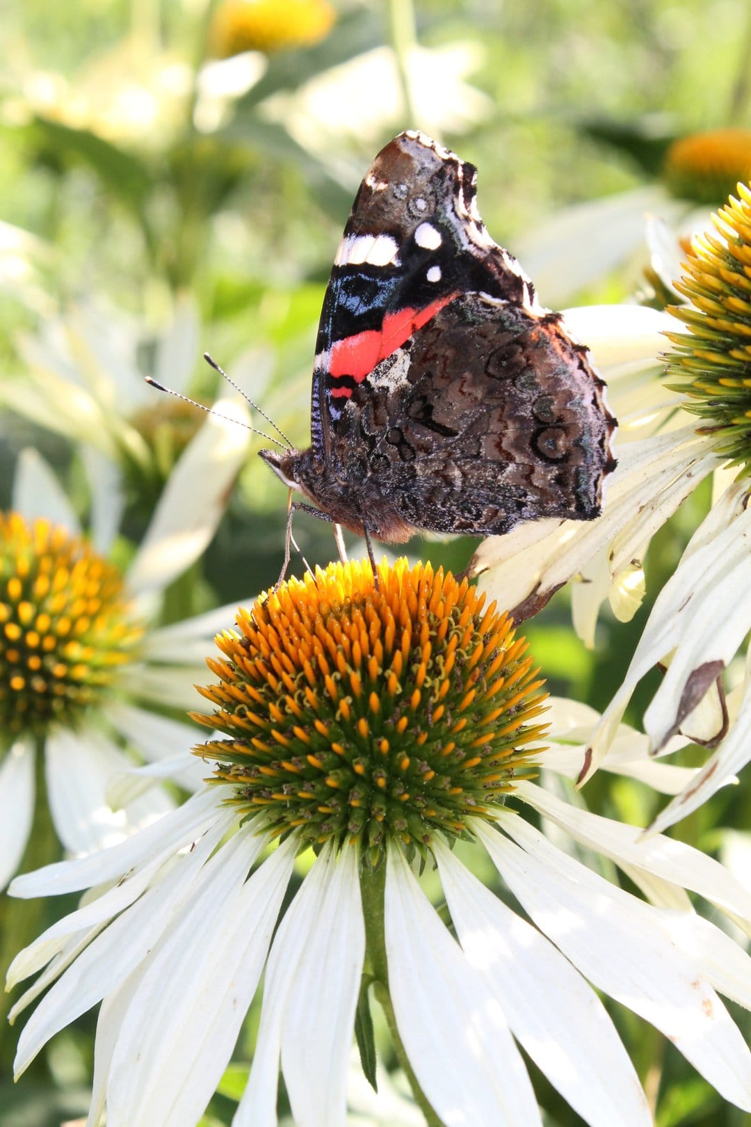 Red Admiral butterfly with black and red wings rests on the orange-yellow center of a white coneflower bloom.