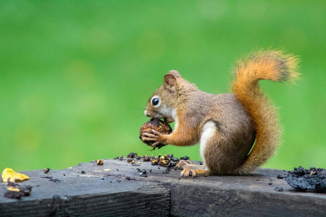 Red squirrel clutches a nut on a wooden surface with a soft green bokeh background and scattered birdseed.