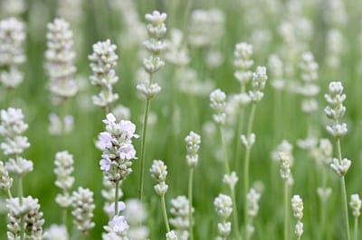lavender,laptop wallpaper,4k wallpaper,hd wallpaper,4k wallpaper,free background,windows wallpaper,wallpaper 4k,free wallpaper,lavandula,full hd wallpaper,desktop backgrounds,mac wallpaper,white lavender,blossom,wallpaper hd,bloom,beautiful wallpaper,cool