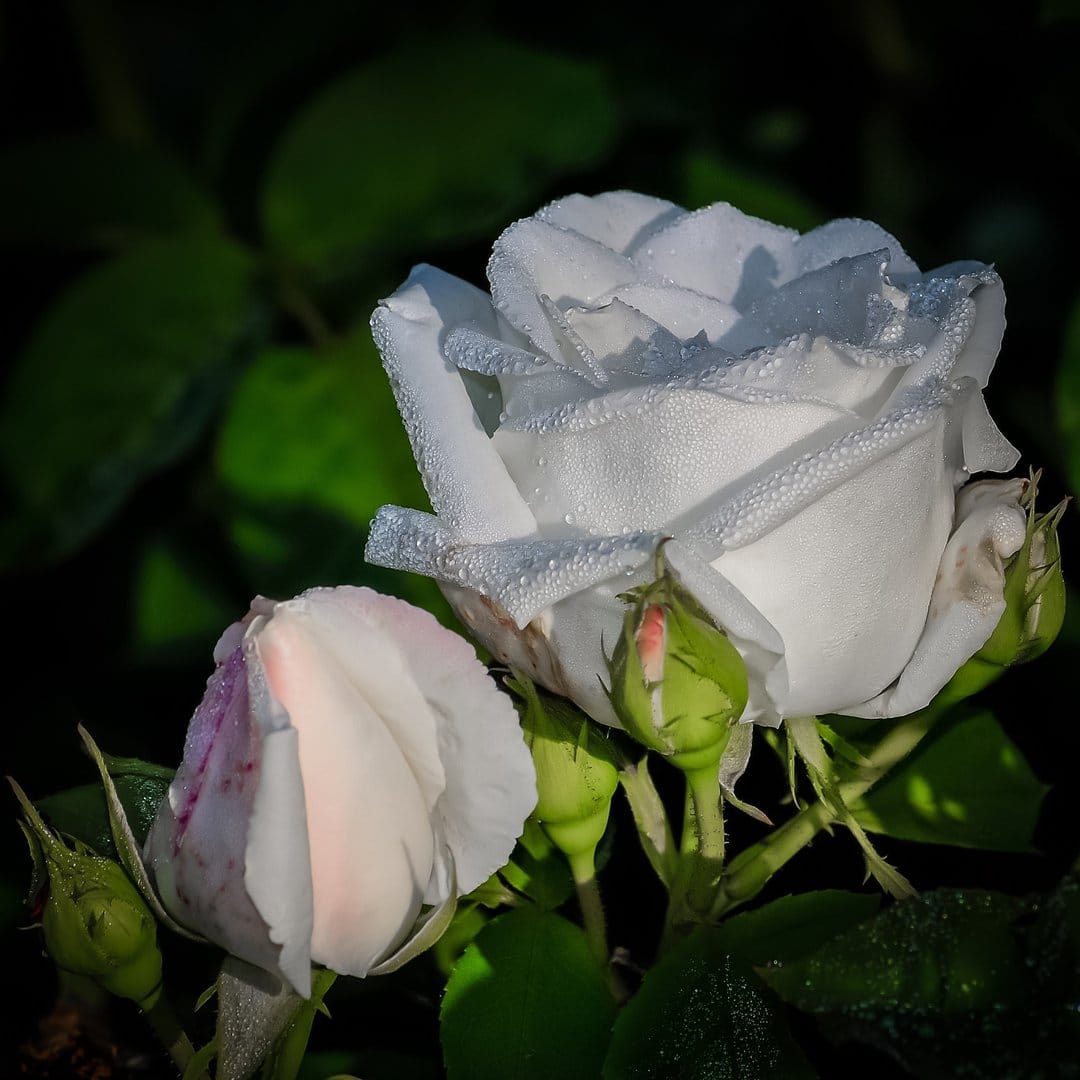 White rose in full bloom and a pink-tipped bud covered in dewdrops against dark green garden foliage.