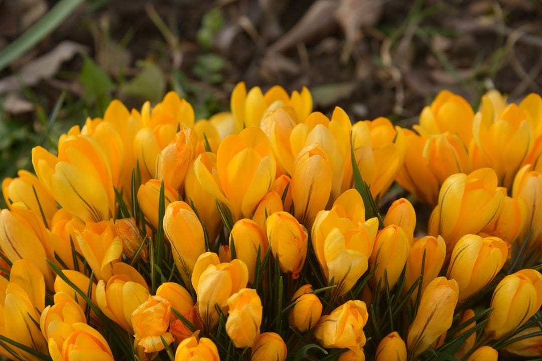 Yellow crocus flowers grow in a tight cluster with visible orange centers and soft, sunlit rounded petals.