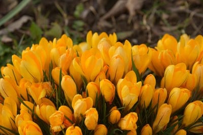 flowers,nature wallpaper,free background,wallpaper 4k,crocuses bloom,4k wallpaper,blossom,cool backgrounds,floral,background