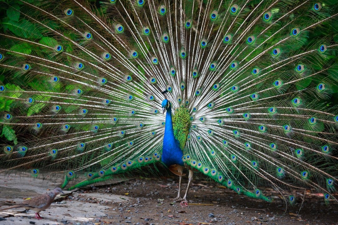 Indian peafowl displays a fanned iridescent train with blue eye-spots against a green forest background.