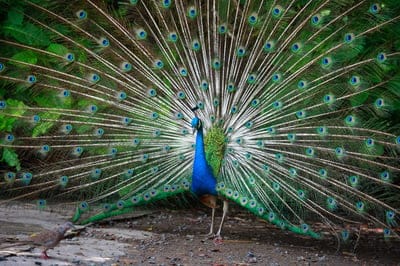 peacock,green,feathers,pretty,tail,male,blue,free wallpaper,color,background,colorful,tươi sáng,bird,vivid,windows wallpaper,animal hoang dã,nature,hairy,beauty,4k wallpaper