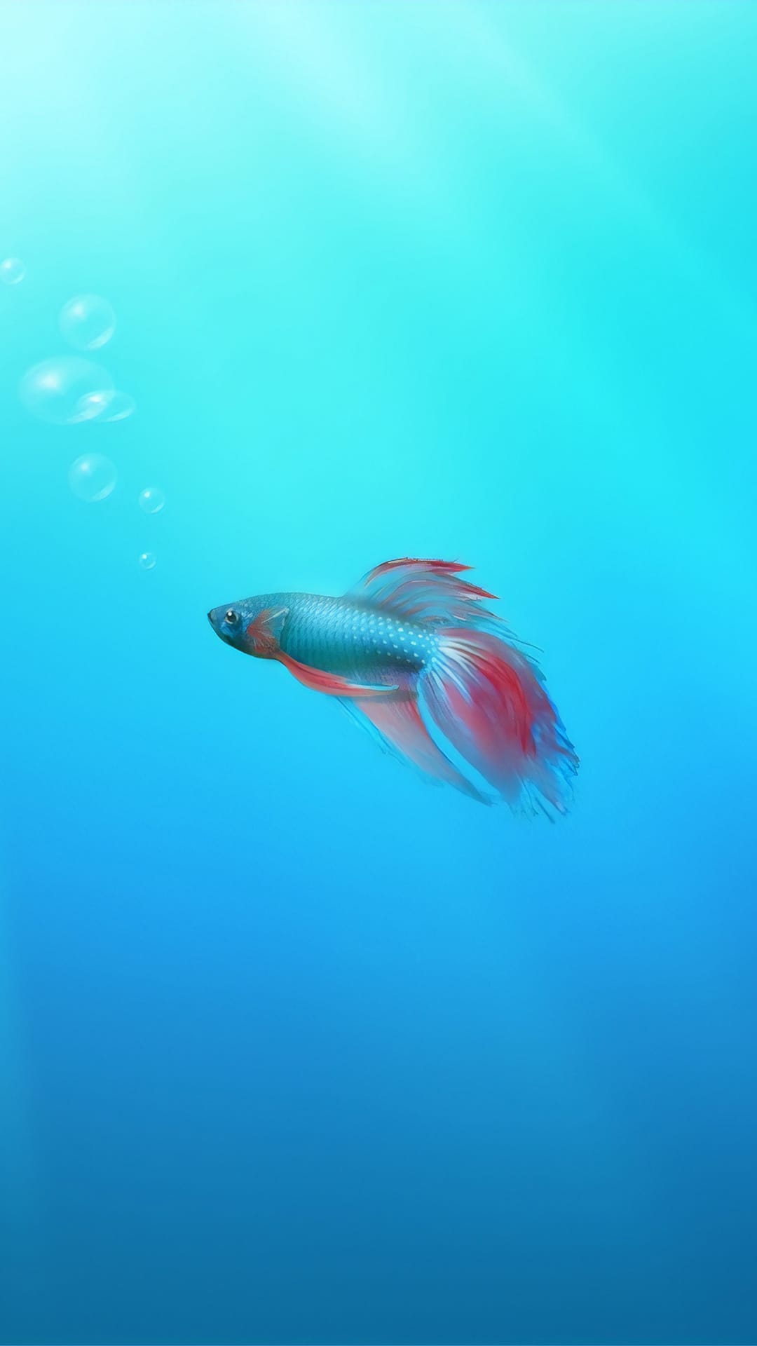 Blue Betta fish with crimson fins swimming through light-dappled water with tiny bubbles on the left.