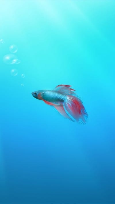 Betta fish, aquatic, blue, underwater, vibrant, fish, tropical, beautiful, pet, colorful, nature, elegant, fluid, serene, tranquil, graceful, bubbles, light rays, animal, exotic, fins, Siamese fighting fish, gentle, peaceful, calm