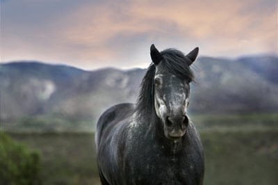 Horse,Horse wallpaper,Horse desktop wallpaper,animal wallpaper,Horse background