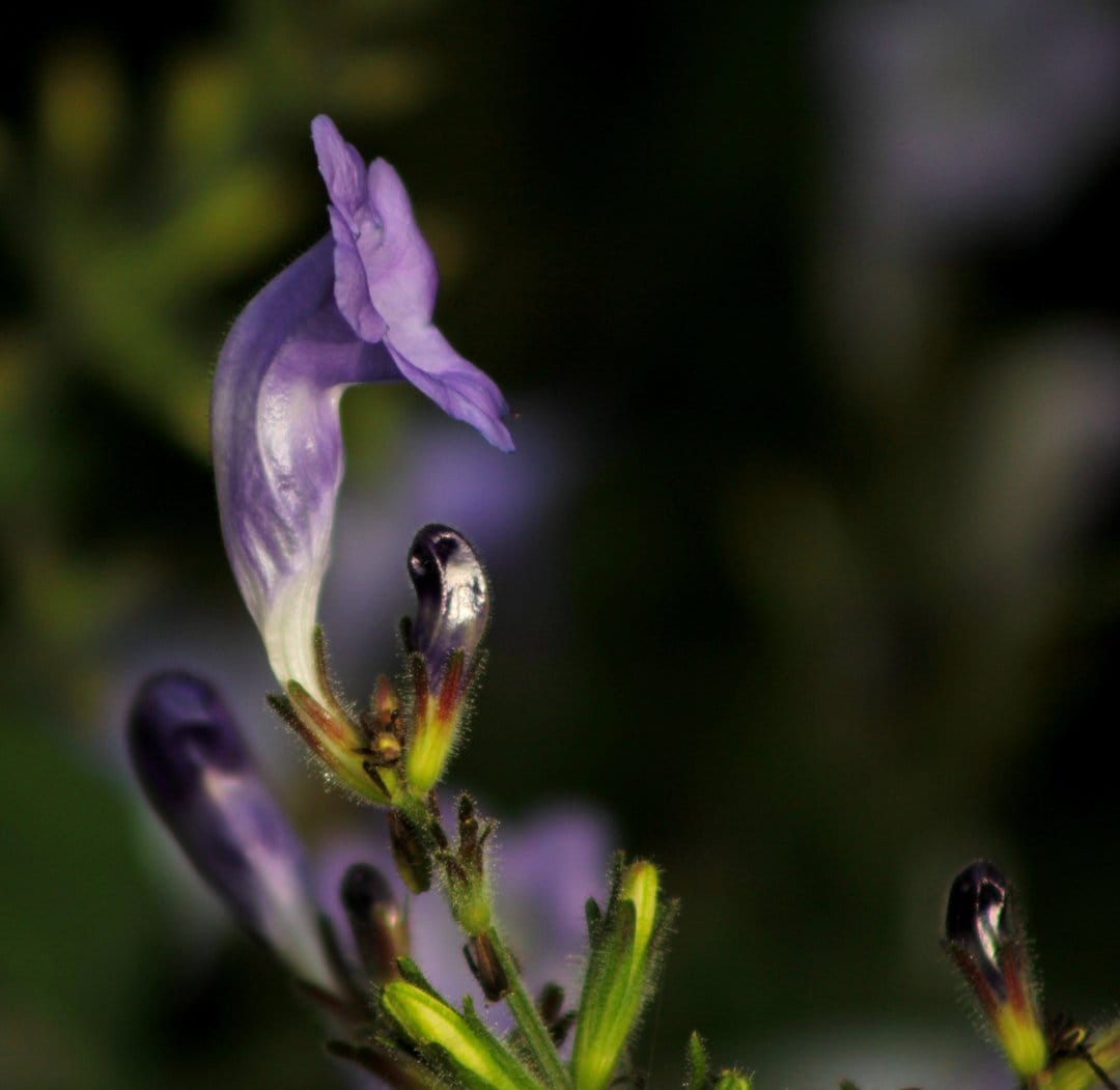 Purple flower petals covered in translucent dew drops against a dark, out-of-focus garden background.