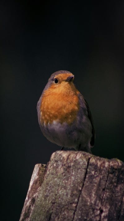 Finches,Finches wallpaper,Finches background,birds wallpaper,wildlife