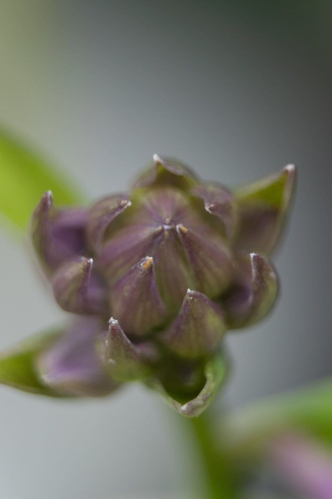 Purple flower bud with pointed petals rests against a soft-focus background of green leaves in a macro shot.