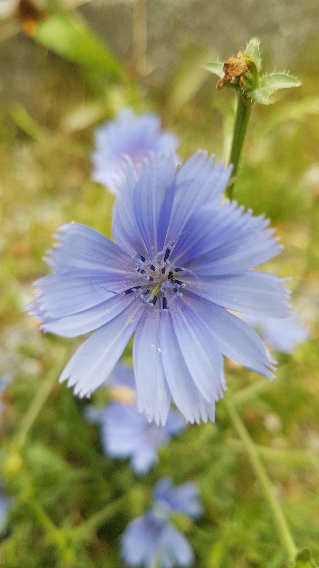 Blue chicory flower with fringed petals and dark stamens against a soft green blurred meadow background.