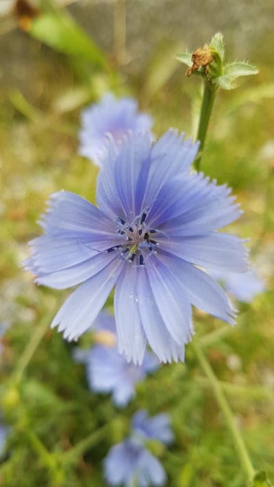 chicory flower, blue flower, wildflower, macro photography, nature, botany, plant, flower close-up, summer bloom, delicate petals, stamens, natural setting, meadow flower, roadside plant, Cichorium intybus, blue petals, fragile beauty, garden flower, outdoor, focus, spring bloom, botanical