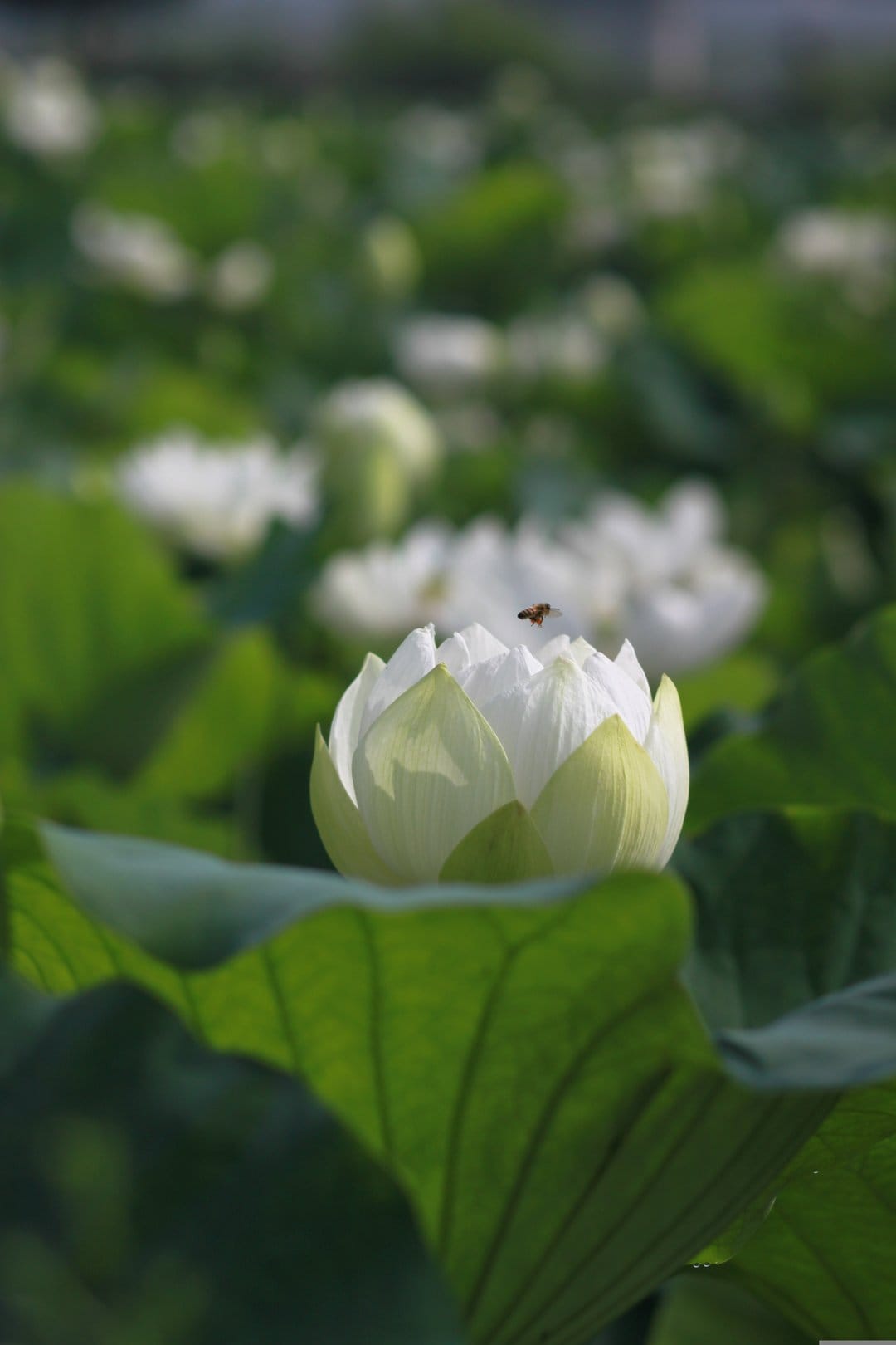 White lotus flower bud with a small bee hovering above it amidst green lily pads in a bright garden pond.