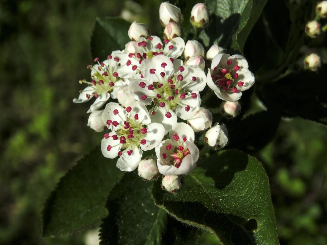 White chokeberry flowers with red stamens and green leaves shown in a detailed close-up botanical view.