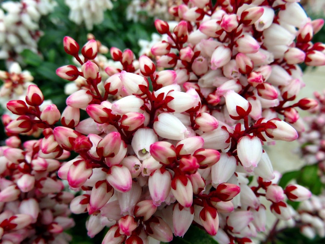 Bell-shaped Pieris japonica flowers with pink-edged white petals hang from red stems against green leaves.