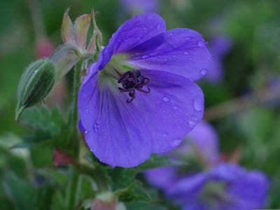 Purple geranium flower with clear water droplets on petals, framed by green leaves and a bud in macro view.