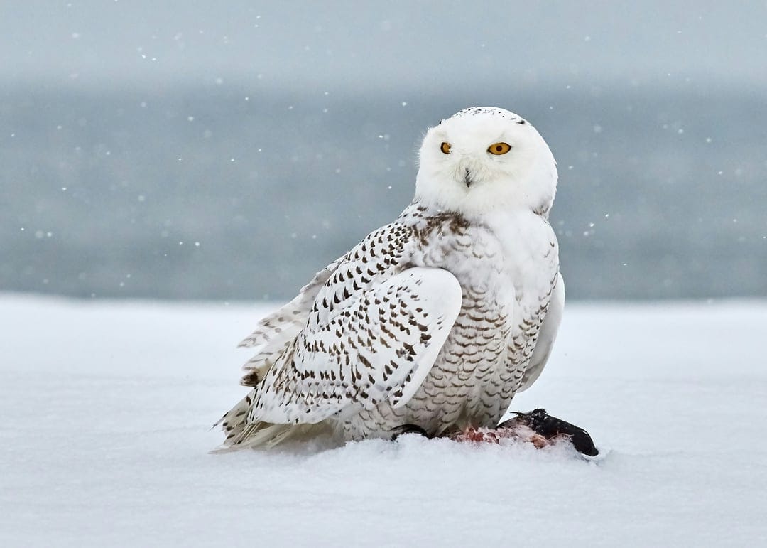 Snowy owl with intense yellow eyes grips its prey with sharp talons in a blurred, foggy arctic landscape.