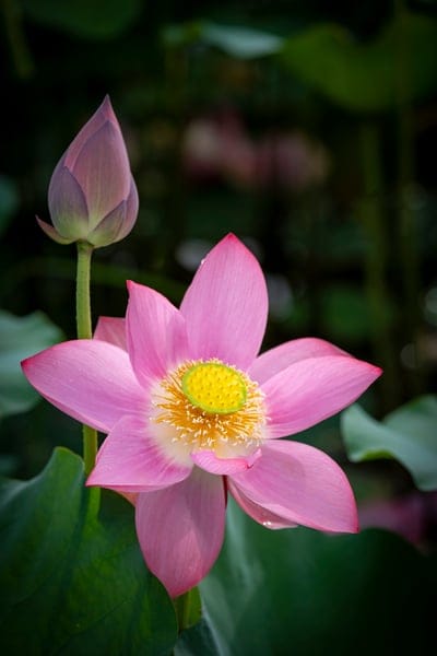 Pink lotus flower in full bloom next to a closed bud surrounded by dark green lily pads in a murky pond.