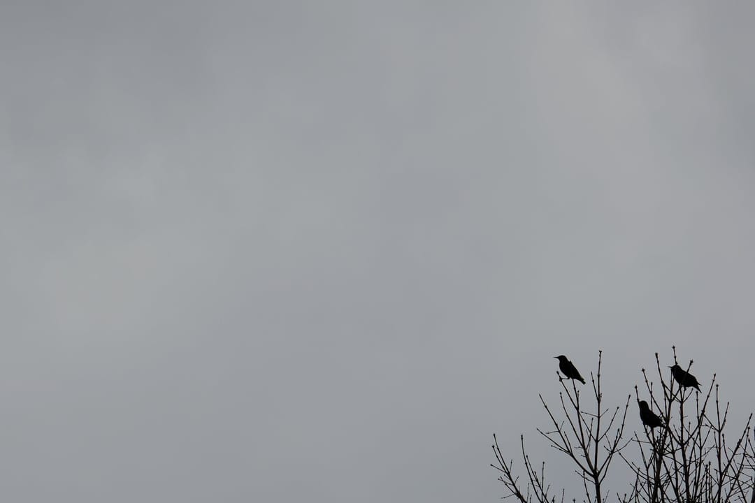 Four black crows silhouetted against a misty gray sky while perched on thin, bare tree branches during winter.