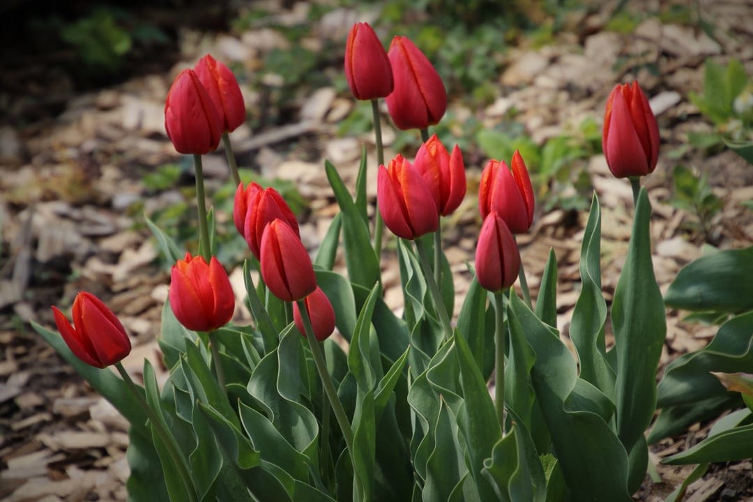 Bright red tulips with soft petals grow amidst green leaves and dark wood mulch in a sunny outdoor spring garden.