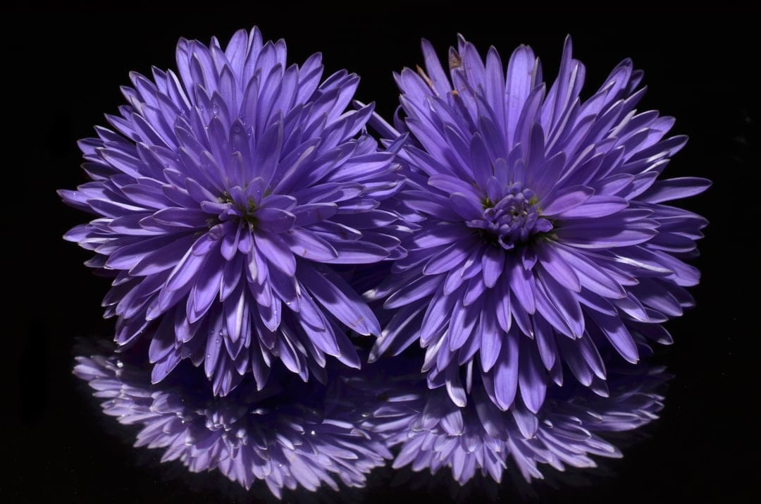 Purple aster flowers reflected on a black mirror surface with vibrant violet petals and yellow centers.