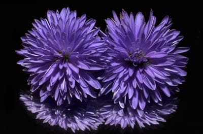 purple asters, flower photography, botanical art, nature close-up, floral arrangement, flower reflection, dark background, vibrant color, petal detail, symmetrical composition, garden flowers, spring blooms, autumn flowers, delicate petals, fine art photography, elegant flowers, decorative flowers, flower study, macro flower, botanical specimen, natural beauty