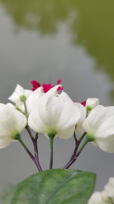 White bleeding heart vine flowers with red centers and long stamens against a soft blurred green background.