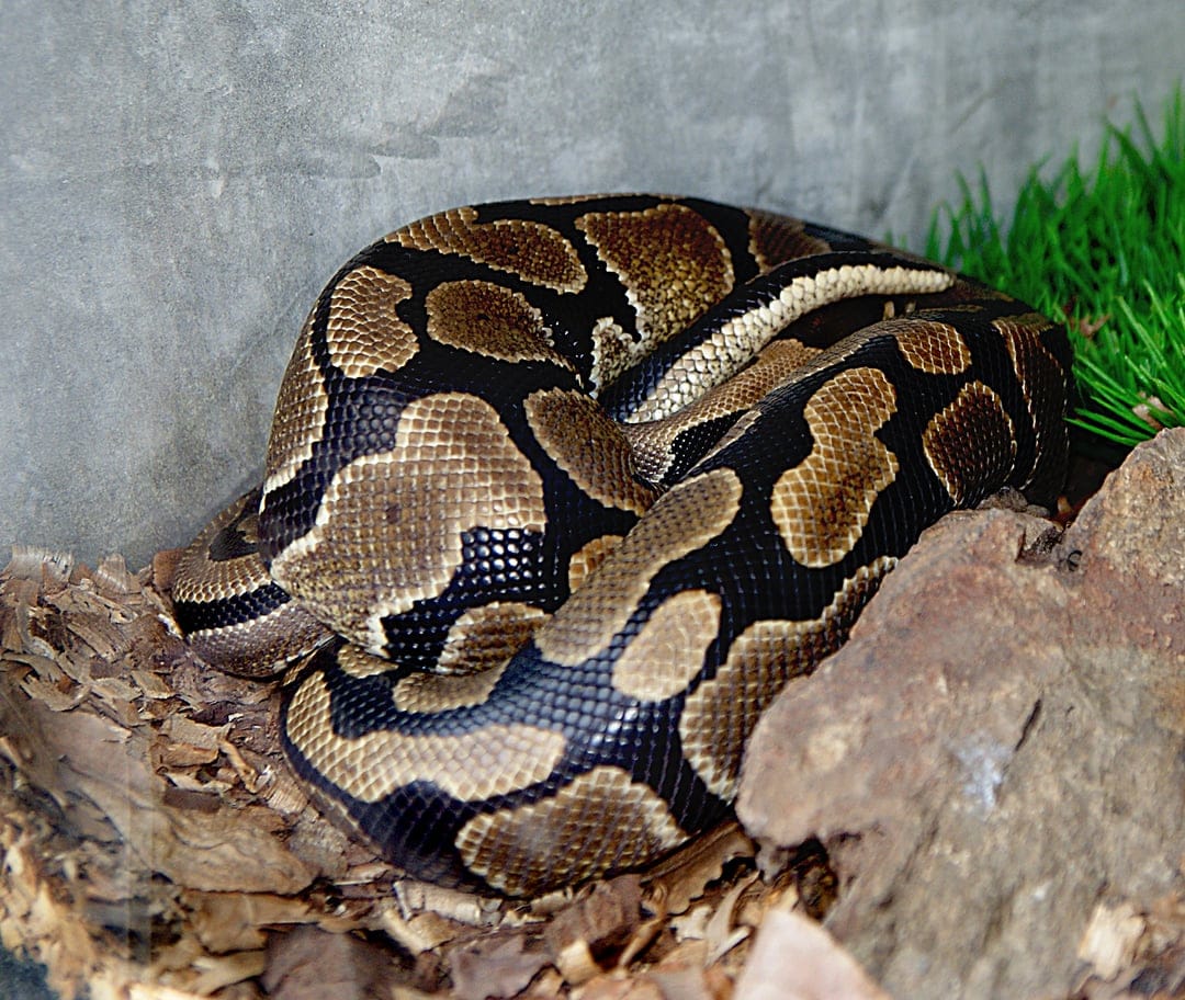 Ball python with brown and black saddle markings coiled on wood substrate next to a small green plant and rock.