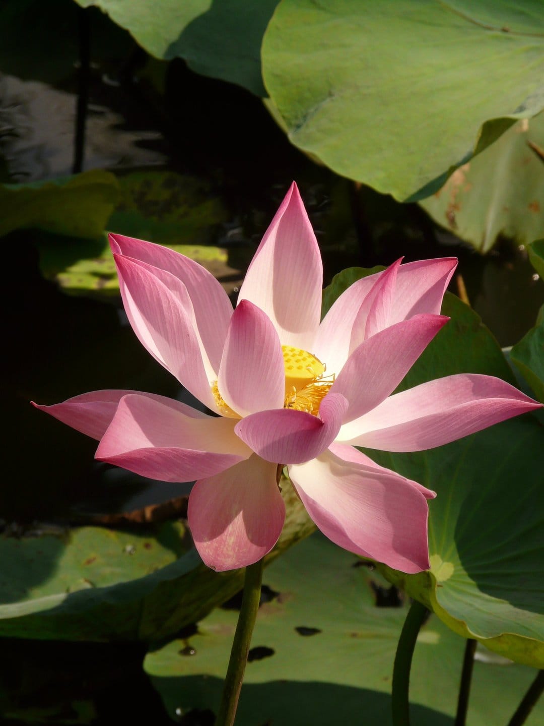 Pink lotus flower with open petals and a yellow center surrounded by green lily pads on dark pond water.