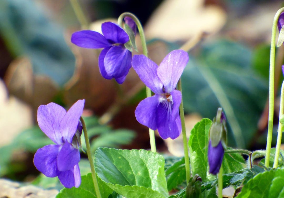 Purple wild violets with heart-shaped petals bloom amidst green leaves on a blurred forest floor backdrop.