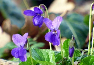 violets, purple flowers, wildflowers, spring bloom, nature photography, macro photography, botany, floral, garden, outdoor, delicate flowers, woodland flowers, close-up, petals, leaves, natural beauty, seasonal, vivid colors, fragrant flowers, springtime, germany, violet flowers, forest floor