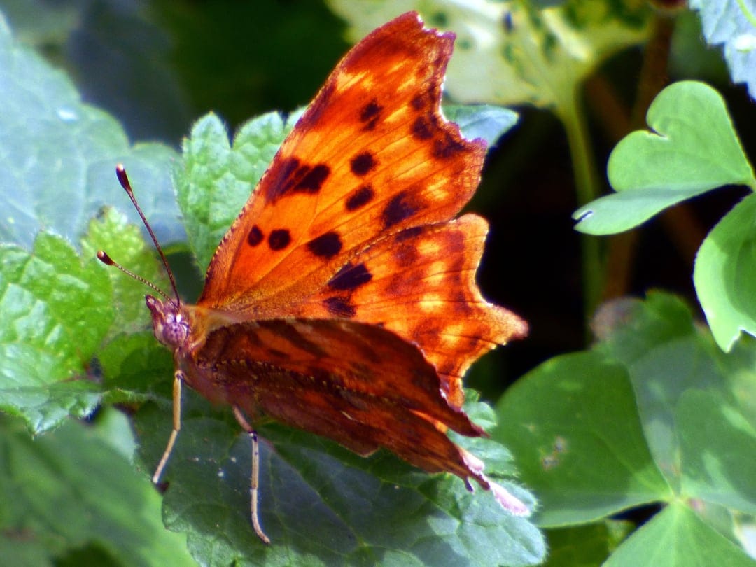 Orange butterfly with black spots perched on a green leaf with a soft bokeh background in vertical orientation.