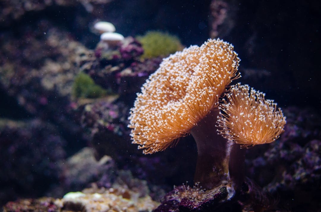 Orange mushroom coral featuring white polyps against a dark blurred background in a macro aquatic photography view.