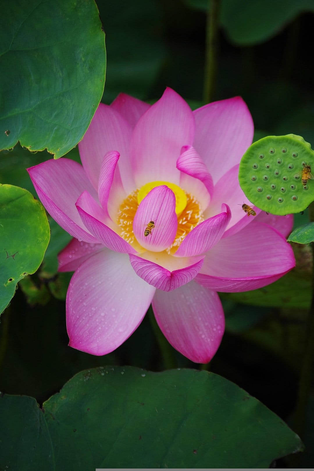 Pink lotus flower blooming near a green seed pod with honeybees landing on yellow stamens in a pond environment.