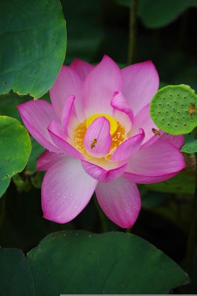 pink lotus, lotus flower, bees, pollination, seed pod, nature, wildlife, botany, garden, water lily, nectar, flower, insect, macro, close-up, pink petals, yellow center, green leaves, pond, aquatic plant, seasonal, flora