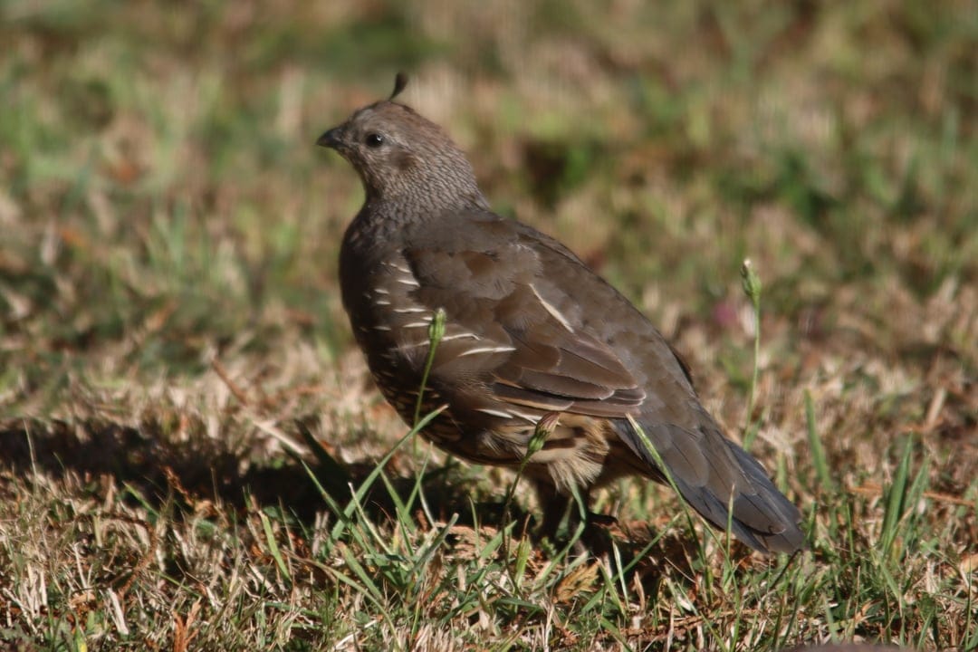 California Quail with a curved topknot stands on yellow grass with a blurred green background in soft daylight.