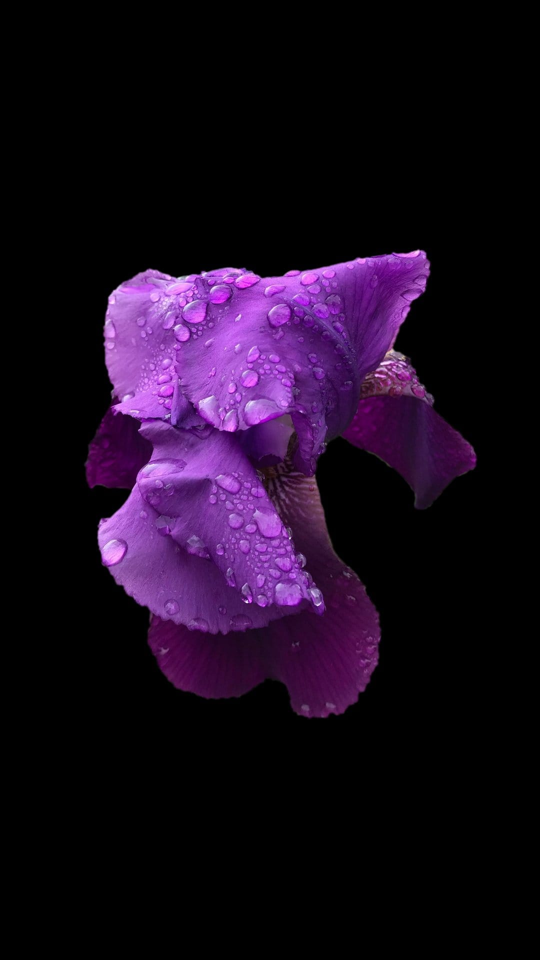 Purple iris petals covered in round water droplets against a solid black background show detailed floral texture.