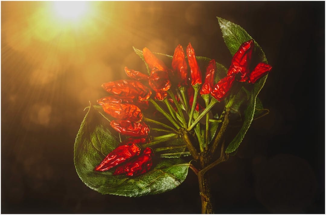 Red chili peppers rest on a green leaf with a warm sun flare and soft glow against a dark, blurred backdrop.