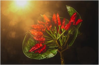 chilli,mac wallpaper,desktop backgrounds,pepper,cool backgrounds,wallpaper hd,hd wallpaper,free background,full hd wallpaper,wallpaper 4k,4k wallpaper,flavor,ingredients,red,windows wallpaper,beautiful wallpaper,background,4k wallpaper,free wallpaper,lapt