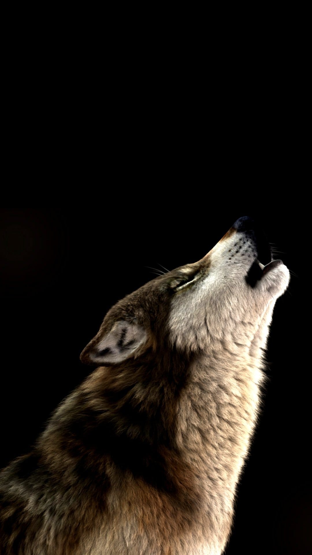 Timber wolf with textured gray fur howling upward in profile against a solid black background with rim lighting.