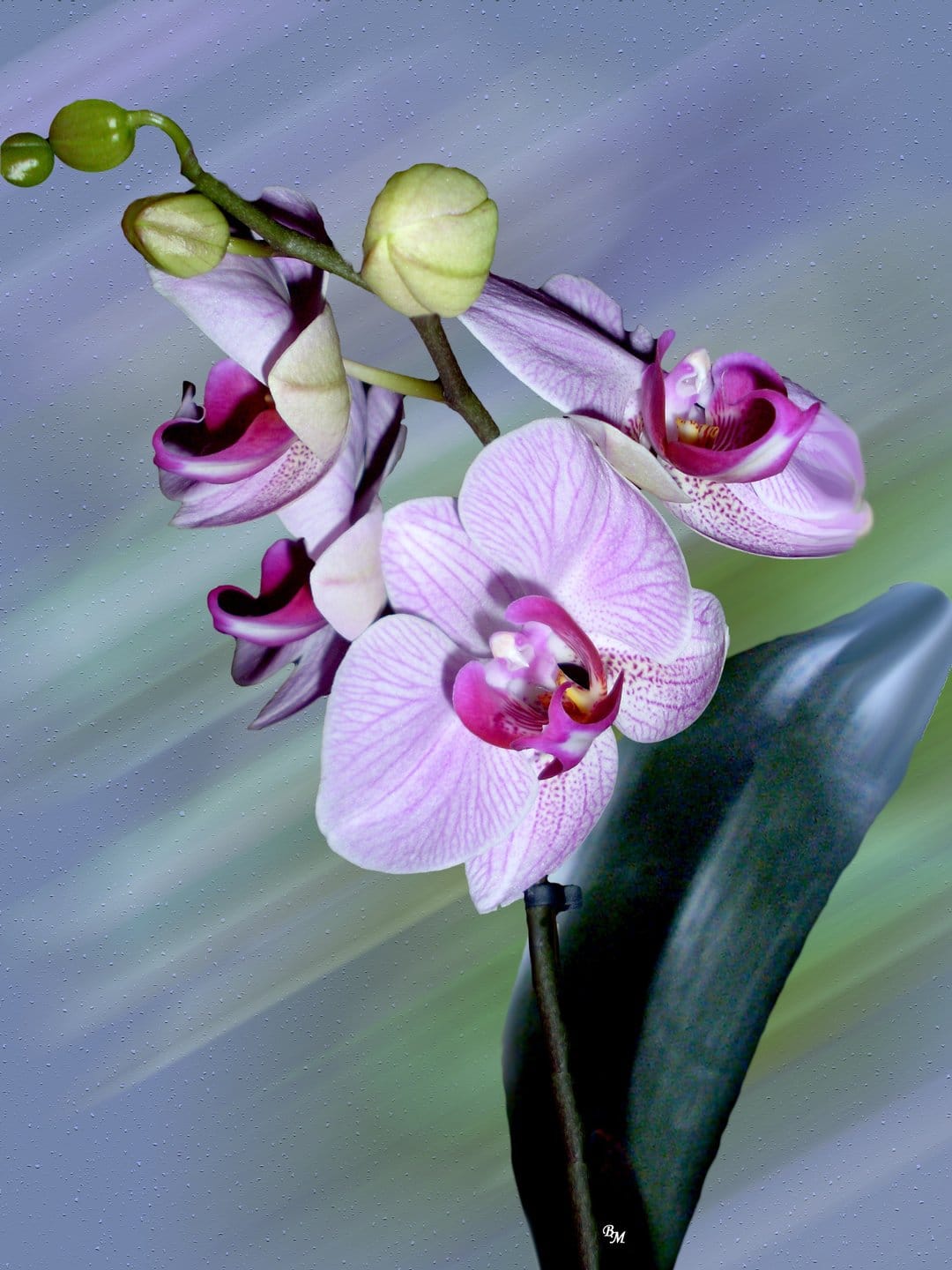 Pink striped orchid flowers and buds overlap a glossy dark leaf against an abstract blue and green background.